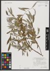 Foto von Salix alba L.